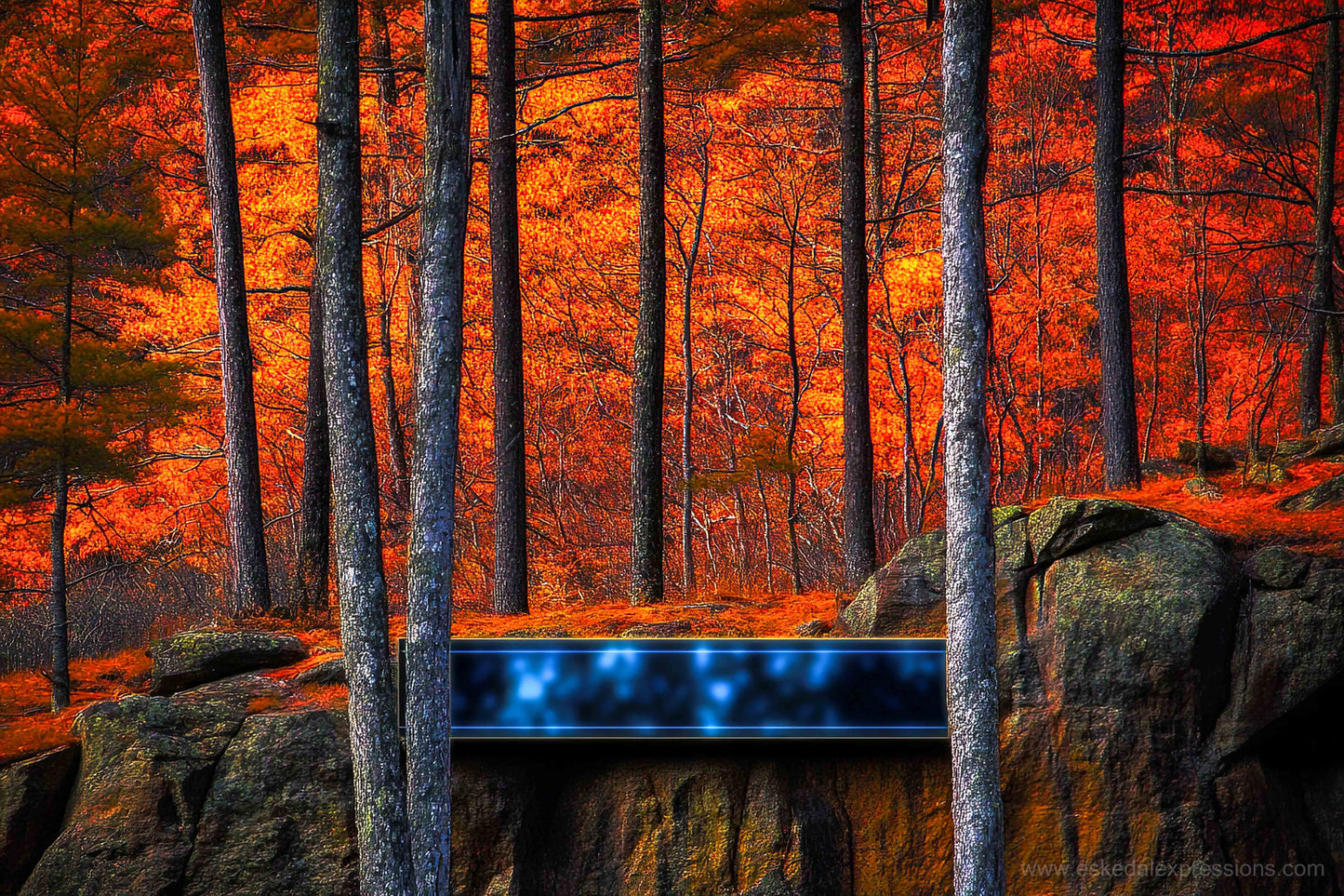 Fine Art Postcard | North Country Nature Surreal Art | Foliage Surreal Box
