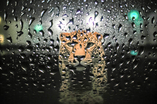 Leopard - as seen through the car window on a rainy night